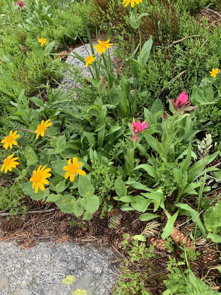 Montana Native Plants